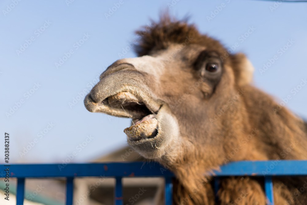 Fototapeta premium Camel peeps out of its cage