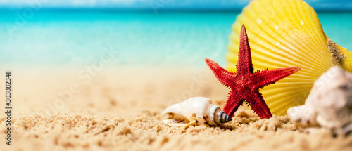 tropical summer vacations - seashells and starfish on the exotic beach sand with ocean in the background. copy space