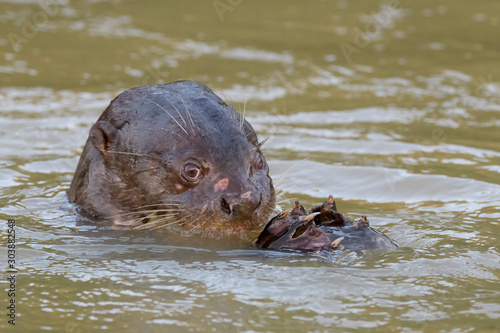 Giant otter (Pteronura brasiliensis), eating a caught fish in water, Pantanal, Mato Grosso, Brazil