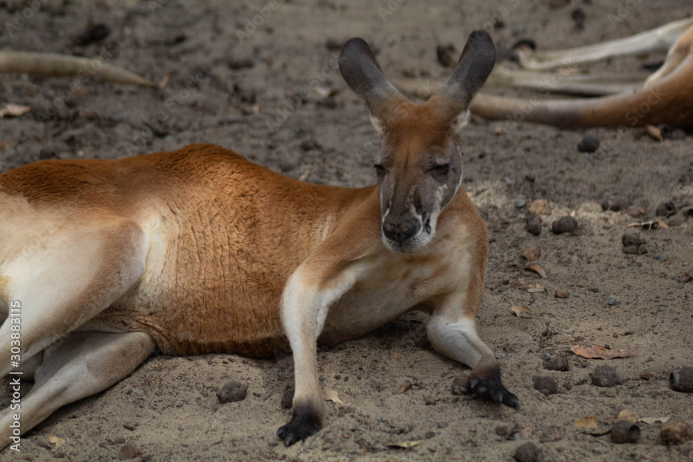 Red Kangaroo