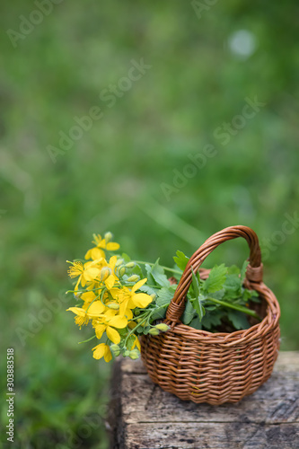 Chelidonium majus  greater celandine  nipplewort  swallowwort or tetterwort yellow flowers in a wicker basket from the vine. Medicinal herbs.