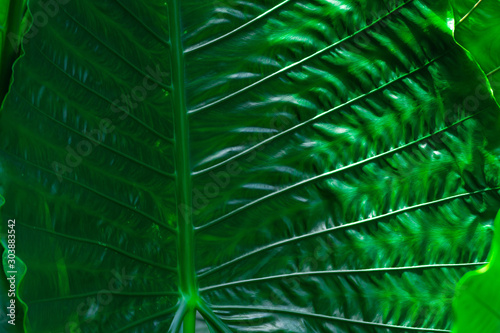 Beautiful and fresh green leaf dark tone background