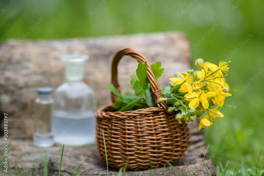 Chelidonium majus, greater celandine, nipplewort, swallowwort or tetterwort yellow flowers in a wicker basket from the vine. Medicinal herbs. Chelidonium majus, greater celandine, nipplewort, swallowwort or tetterwort yellow flowers in a wicker basket from the vine. Medicinal herbs.