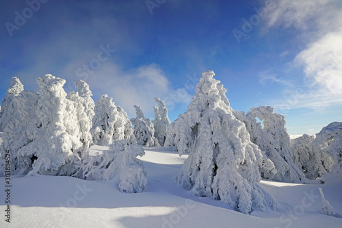 Fototapeta Naklejka Na Ścianę i Meble -  romantischer Winterwald mit schneebedeckten Tannen