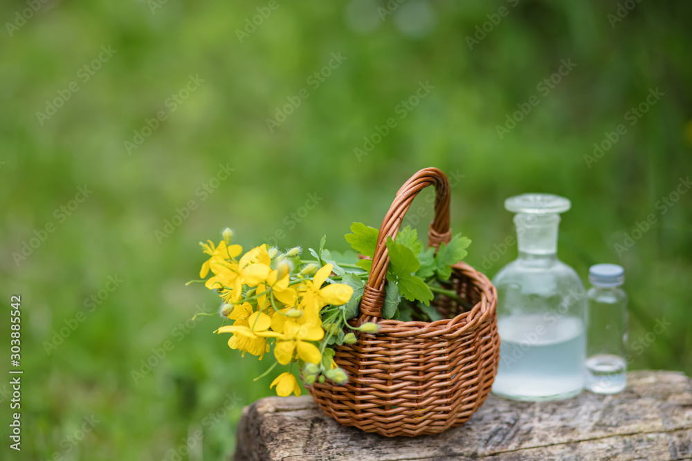 Chelidonium majus, greater celandine, nipplewort, swallowwort yellow flowers in a wicker basket from the vine. Collection of medicinal plants during flowering in summer and spring. Medicinal herbs.