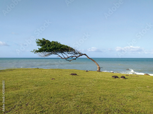 Leaning tree in front of the sea in Guadeloupe a french overseas department in the Antilles. Pointe Allegre beach near Sainte Rose in Guadeloupe, a french overseas region in the Caribbean Trees in fro