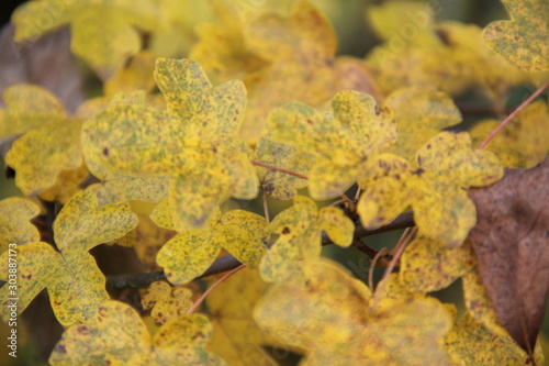 Feuilles d'érable photo