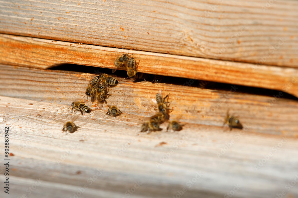 Bienenstock mit vielen Bienen am Haus Eingang als Close up Bienenstock mit vielen Bienen am Haus Eingang als Close up
