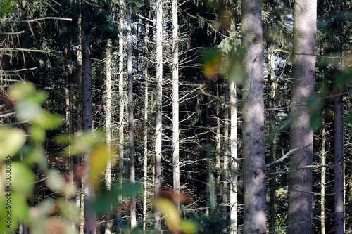 Waldsterben im tockenen Wald durch Tockenheit, Hitze und globale erhitzung © Oda Hoppe