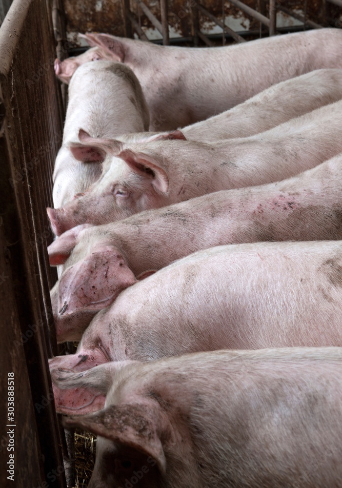 Pigs in stbale. Farming Netherlands.Piglets. Pigs in stbale. Farming Netherlands.Piglets.