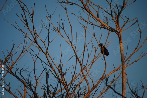 ave descansando en un árbol bajo el cielo azul