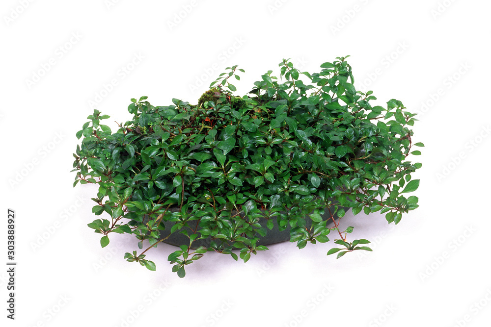 水草盆栽 水草盆栽