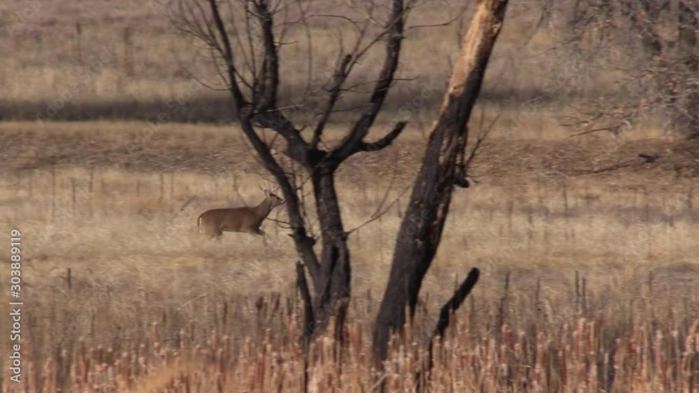 Whitetail Buck During the Fall Rut in Colorado Whitetail Buck During the Fall Rut in Colorado