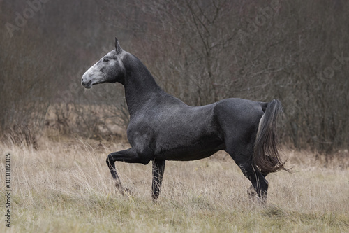 A beautiful dark gray horse runs across an autumn field backgrounds.
