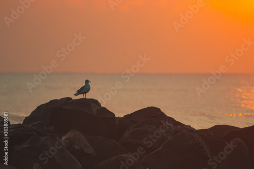 Bird watching a sunrise
