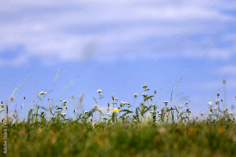 Φωτογραφία Blumenwiese mit vielen bunten wilden Blumen und blauem Himmel im Sommer