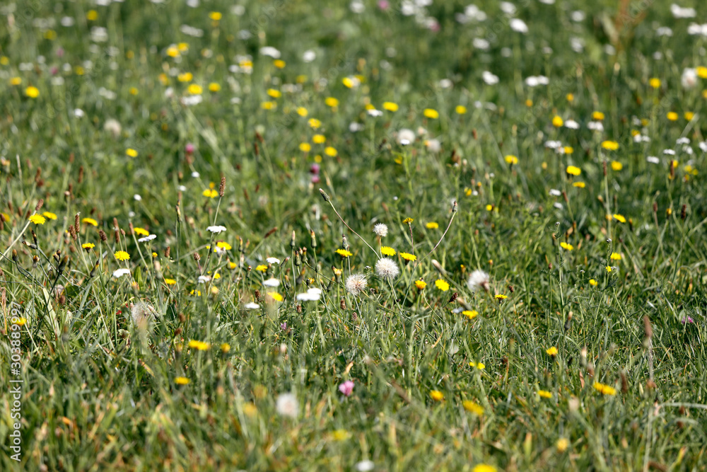 Φωτογραφία Wiese mit wild wachsenden Blumen wie Margerite Leucanthemum vulgare, Gänseblümchen Bellis perennis, Butterblume, Hahenfuß Ranunculus und Löwenzahn Taraxacum