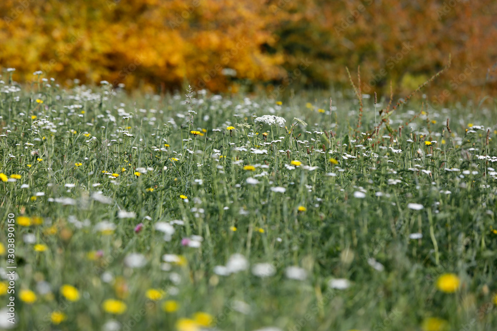 Φωτογραφία Heimische Blumenwiese, Magerwiese mit wilden Blumen wie Margerite Leucanthemum vulgare, Schafgarbe Achillea millefolium