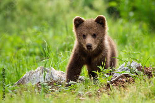 Portrait of brown bear, ursus arctos, in its natural habitat. A defenceless baby bear standing on the meadow without his mother and looking innocently into the camera. photo