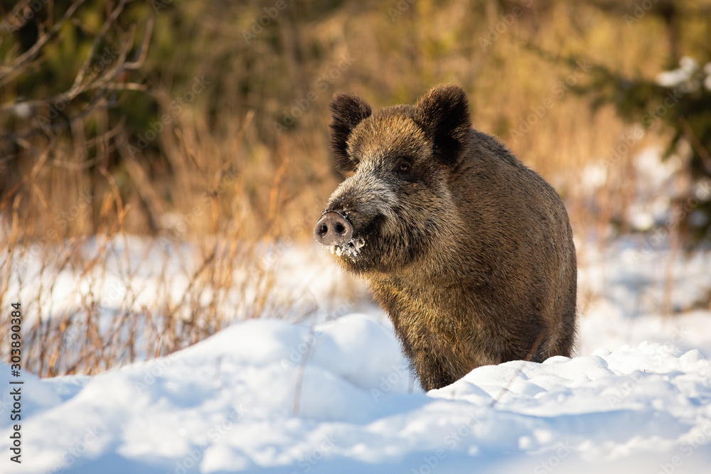 Wild boar, sus scrofa, standing in snow at wintry sunrise looking around and sniffing with snout up. Joyful wild brown animal with long fur in nature. Wild boar, sus scrofa, standing in snow at wintry sunrise looking around and sniffing with snout up. Joyful wild brown animal with long fur in nature.