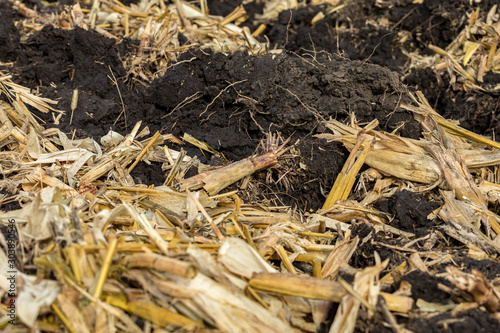 Fototapeta Closeup of cornfield with cornstalks and residue covered with black dirt clods a