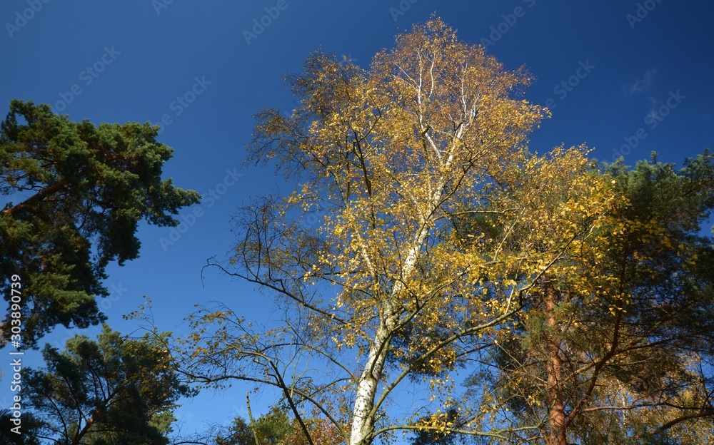 Obraz premium Autumnal Impressions from Berlin Spandau of November 19, 2019, Germany