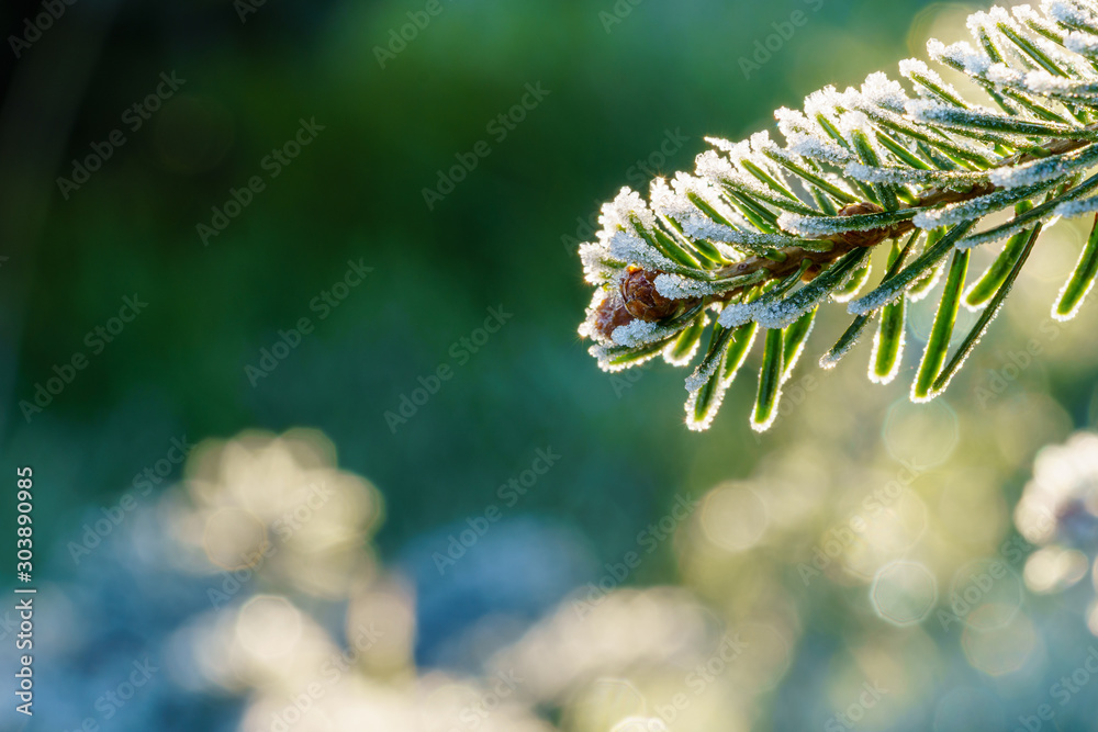 Φωτογραφία A fir branch with small fir cones covered with white ice crystals of hoar frost is back lit by the morning sun in winter