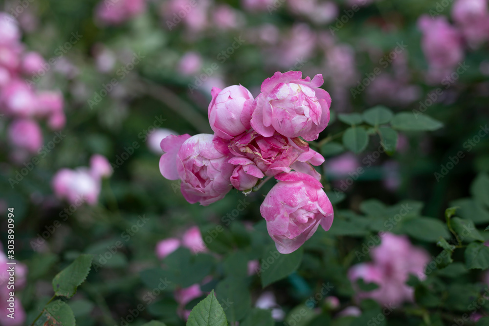 pink flowers in garden pink flowers in garden