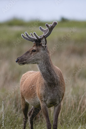 Hirsche in den Schottischen Highkands © Cecile Zahorka