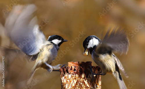 Two Coal Tits.  Someone takes off and someone sit on the feeder.. photo