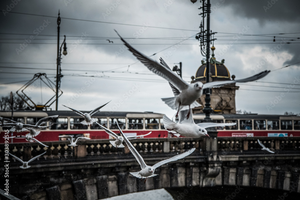 Pigeons over old town bridge with tram