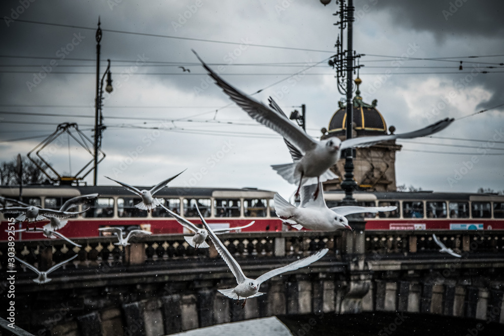Pigeons over old town bridge with tram Pigeons over old town bridge with tram