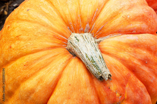 Close-up of a ripe, orange pumpkin with a dry beige-green tail. Idea for a calendar page.