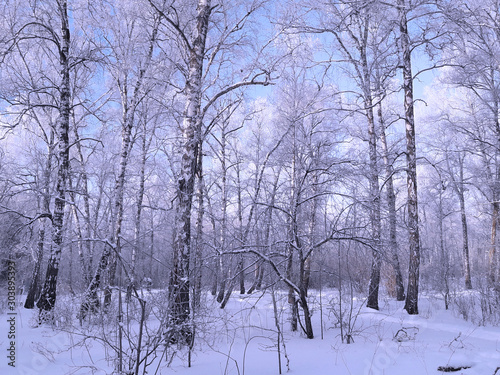 Winter forest landscape background. Sunny frosty day in a birch grove. Birch trees in the snow against the blue sky. Snow frost on tree branches. Christmas and New Year blue background.