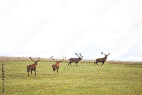 Countryside view with deers walking in small private zoo. Photo taken in Europe, Latvia, on warm, sunny autumn day.