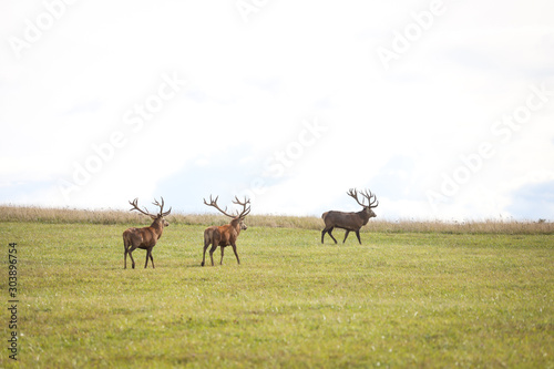 Countryside view with deers walking in small private zoo. Photo taken in Europe, Latvia, on warm, sunny autumn day.