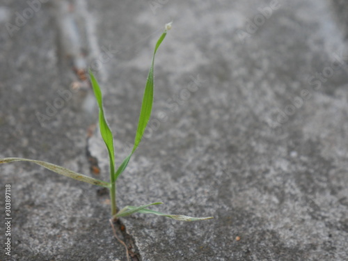 Green weed growing through crack in gray cement sidewalk, force concept