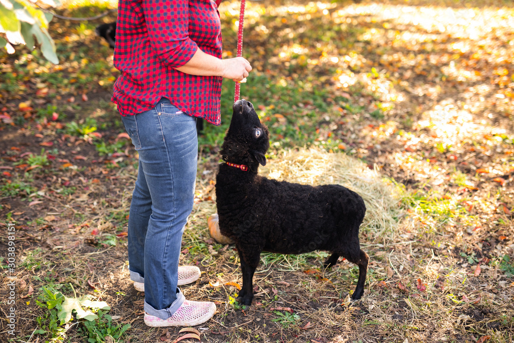 Close-up black sheep in warm autumn park Close-up black sheep in warm autumn park