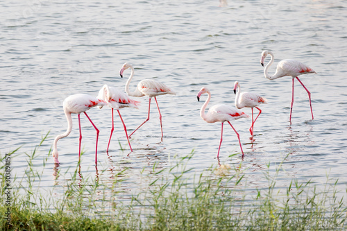 Great flamingos in the pond at Al Wathba Wetland Reserve in Abu Dhabi  UAE