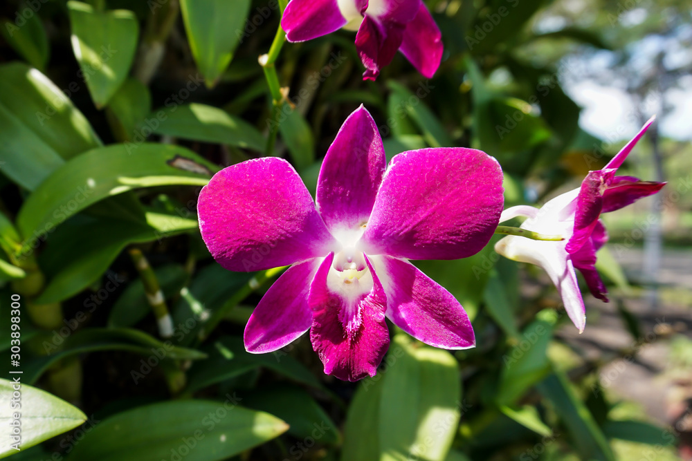 Dendrobium orchids in the garden