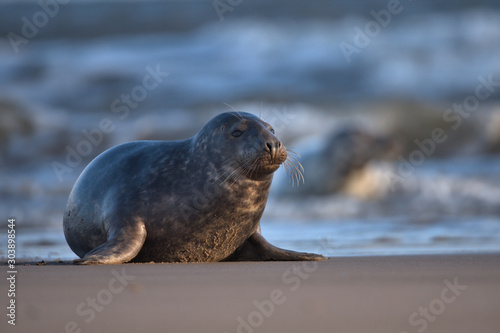 Female Grey seal on a beach with waves in the background