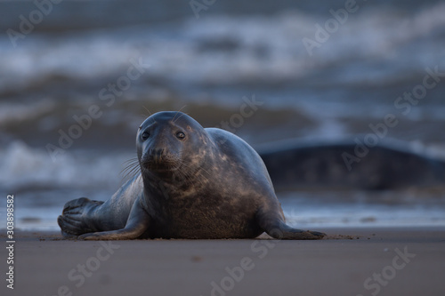 Female Grey seal on a beach with waves in the background