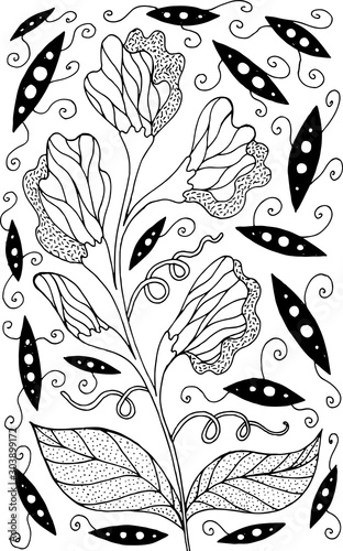 Sweet pea - flower illustration. Black and white ink floral drawing. Coloring book for adults. Line art. Vector artwork