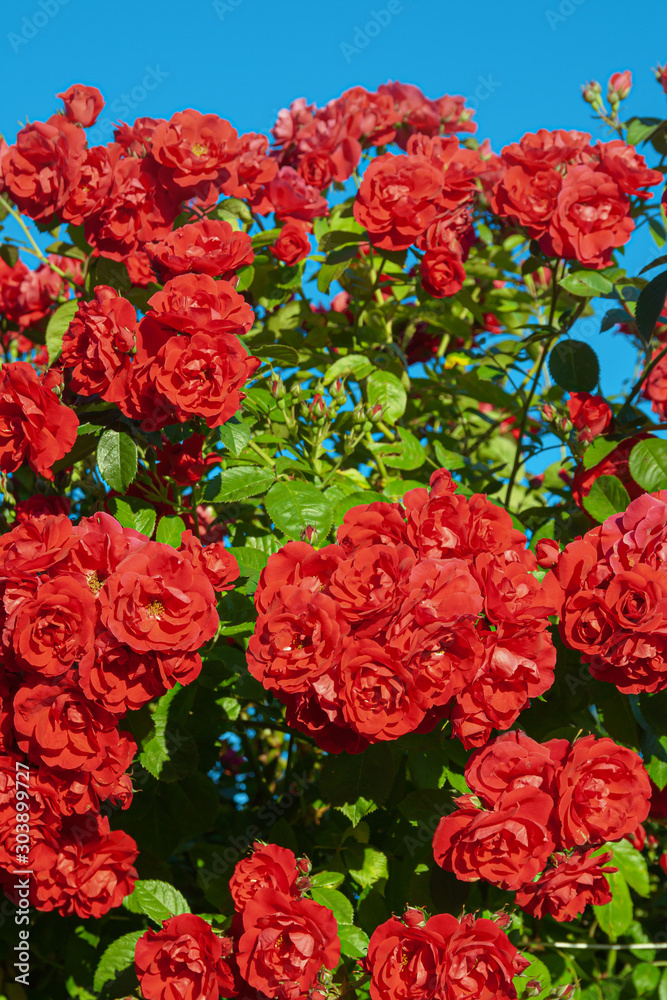 Big bush of scarlet roses on a background of blue sky