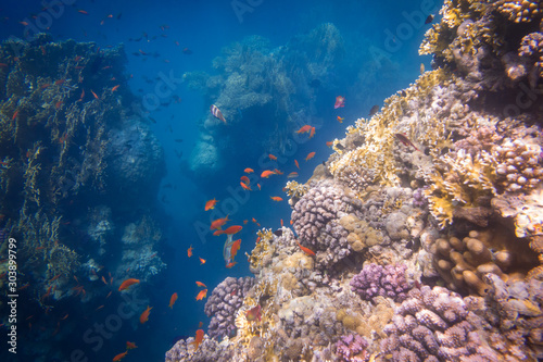 Underwater coral reef with plenty of tropical fish