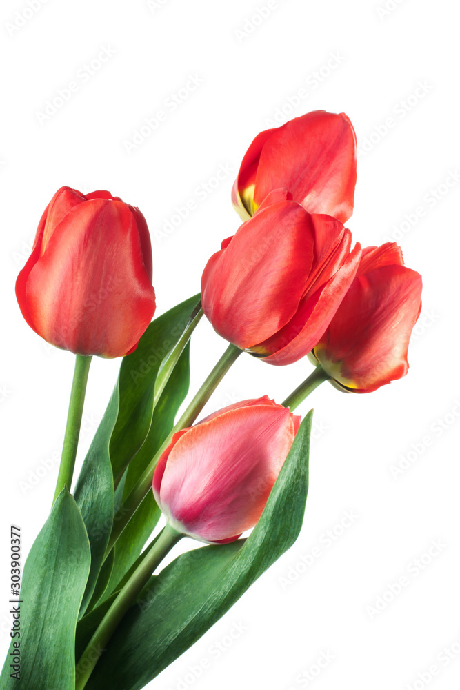 Isolated red tulip flowers over white background Isolated red tulip flowers over white background