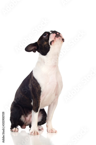 Portrait in Studio of a cute boston terrier photo