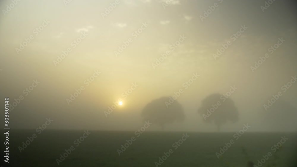 sunset over a misty foggy field with trees in dutch countryside. Camera tracking. sunset over a misty foggy field with trees in dutch countryside. Camera tracking.