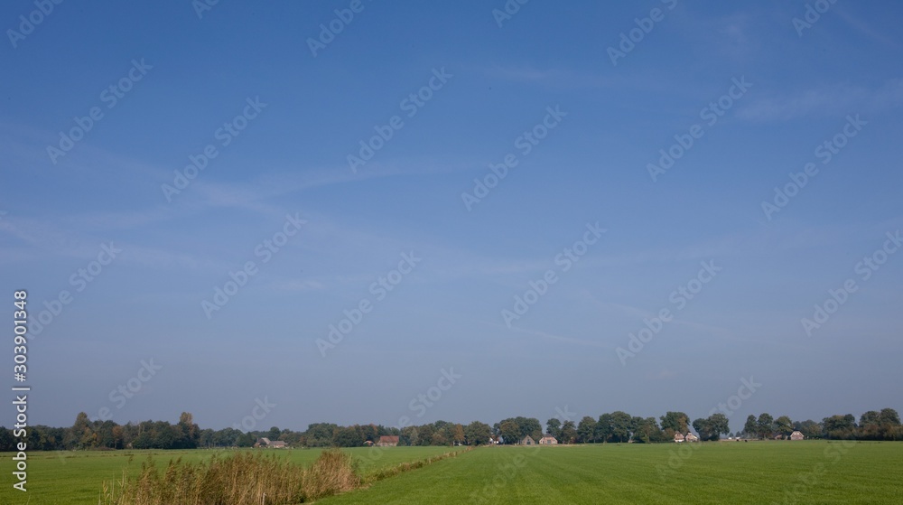 Cows in meadow De Wolden Drenthe Netherlands Cows in meadow De Wolden Drenthe Netherlands