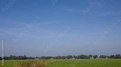 Cows in meadow De Wolden Drenthe Netherlands